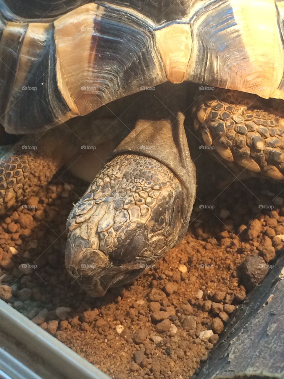 My tortoise 