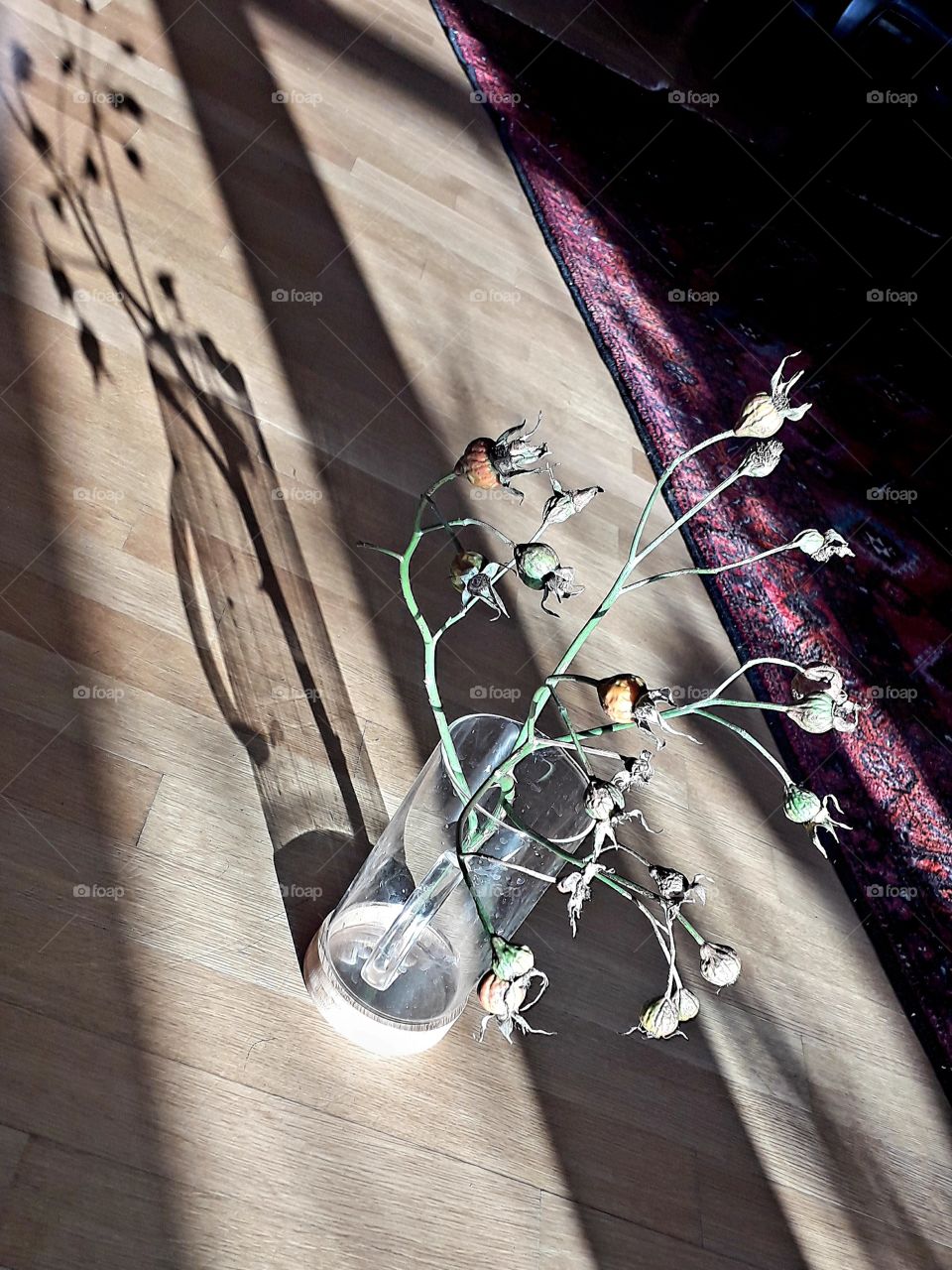 shadows of rose hips  in glass jar standing on floor