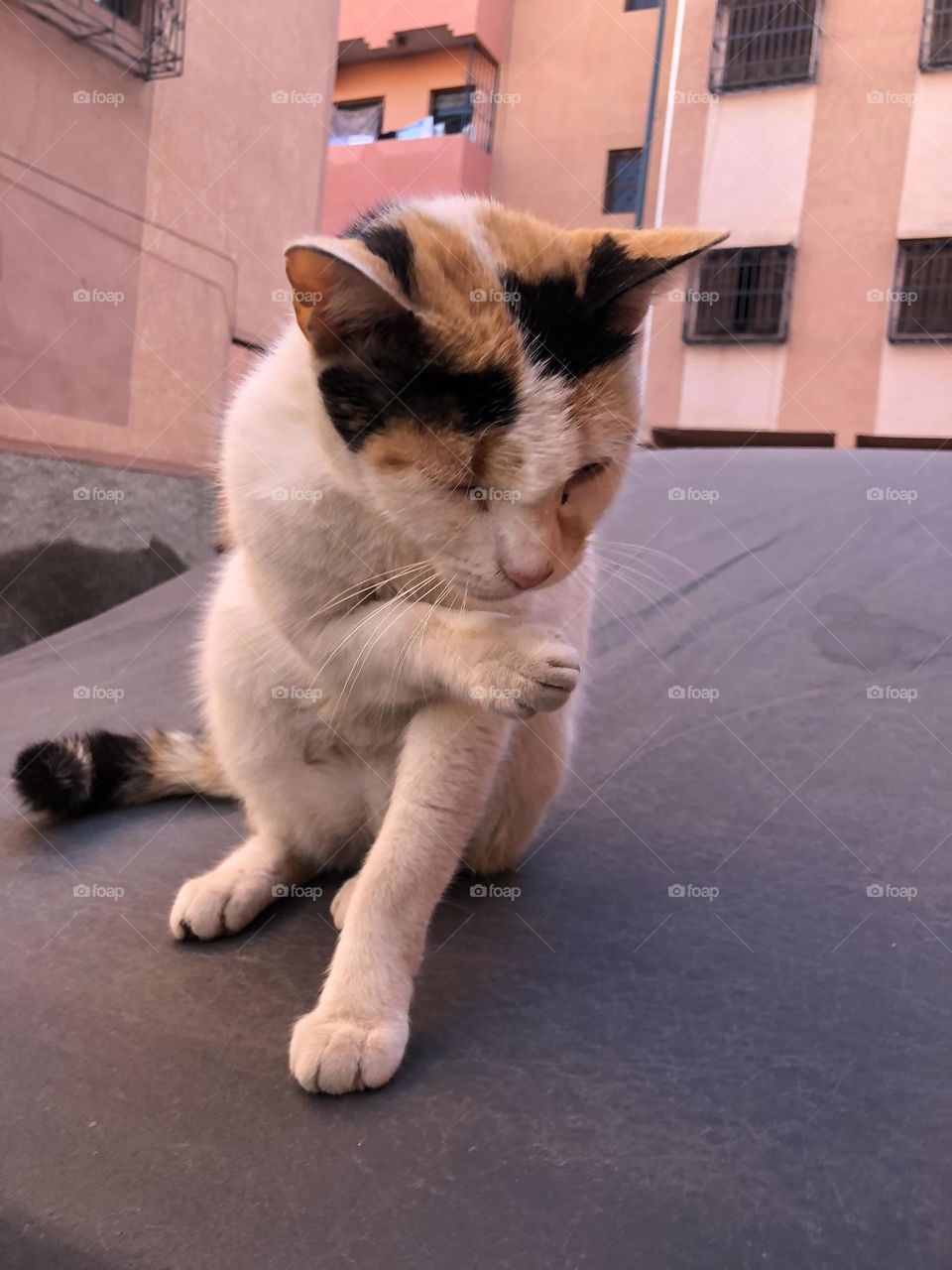 One cat sitting on a car .