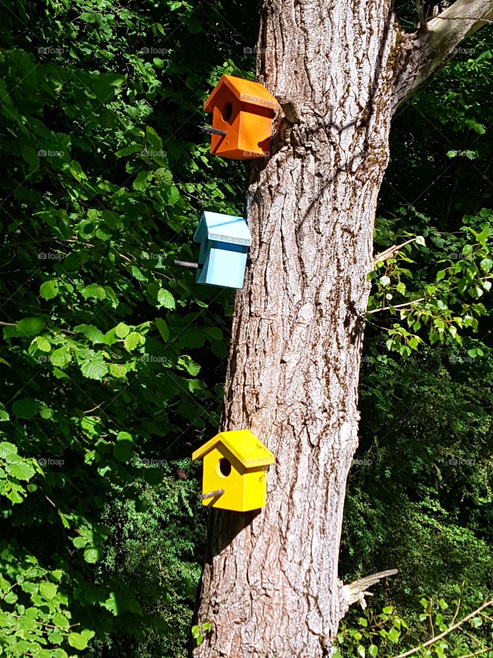 colorful bird houses in the woods