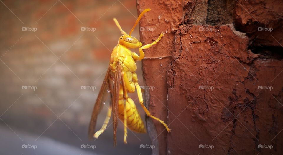 Yellow Bug
