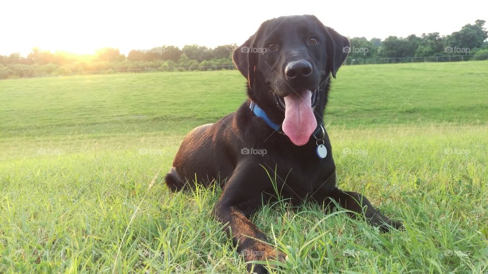 black lab Labrador laying on green grass. panting dog. summer