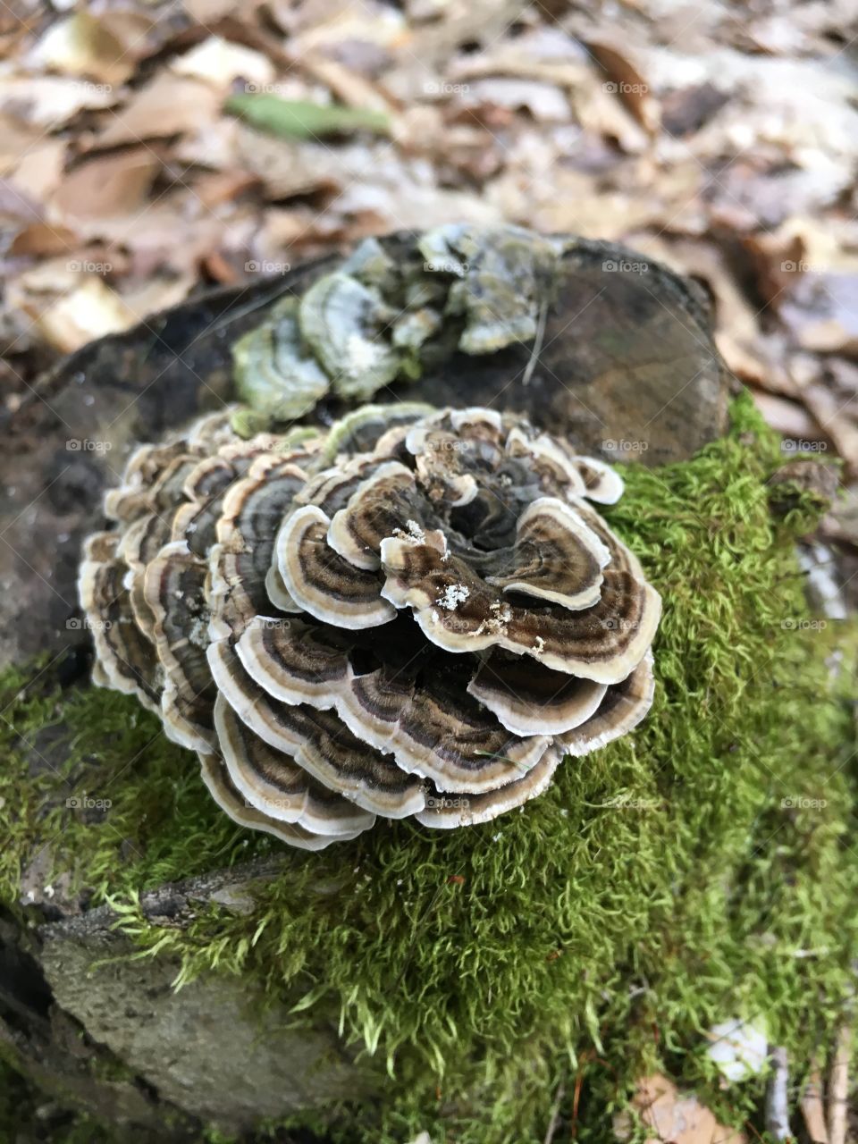 Nature, Fungus, Moss, Mushroom, Wood