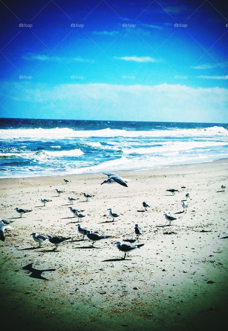 sitting seagulls
