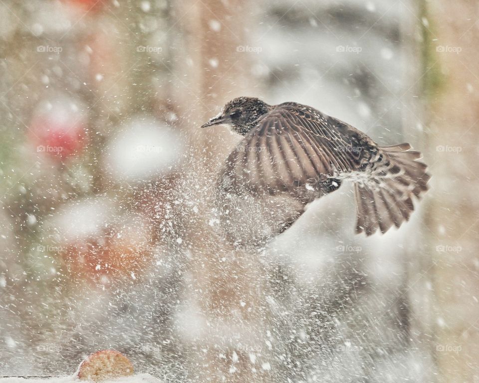 Common starling approaching winter feeding station