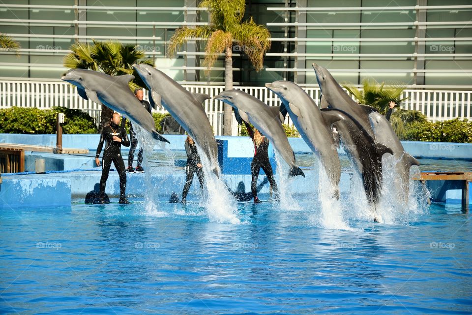 a dolphinarium with seven dolphins jumping in a swimming pool