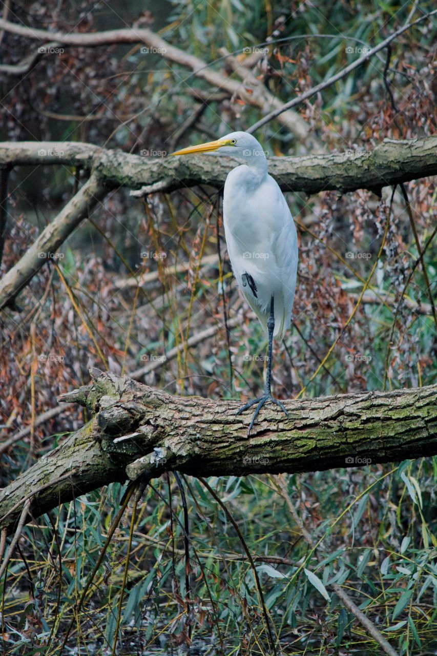 White Egret on a branch 