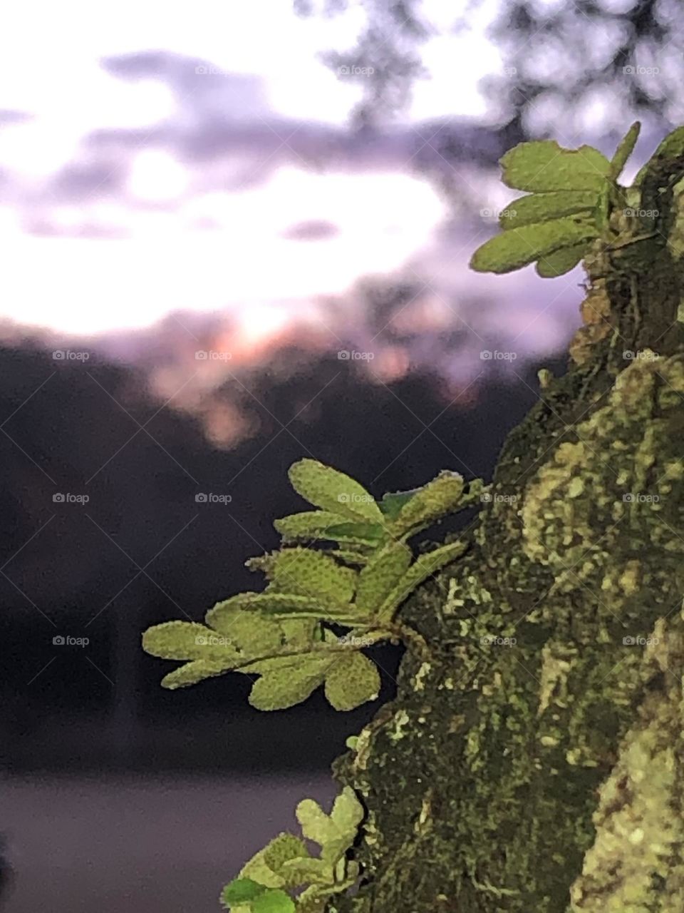 Beautiful sunset at the Texas ranch. New leaves popping out of the live oak against the purple sky for the purple mission. 