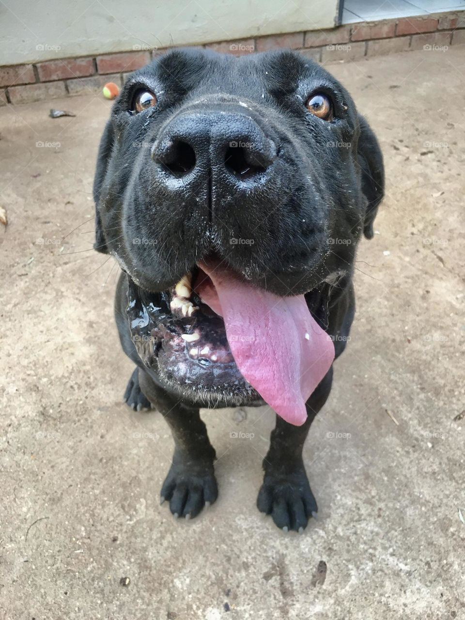 A South African bulldog known as a boerboel 