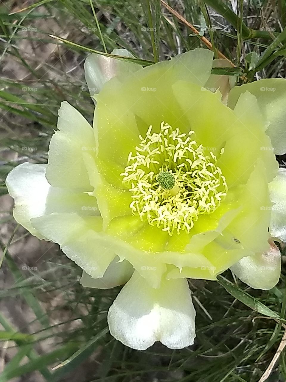 wild cactus in bloom