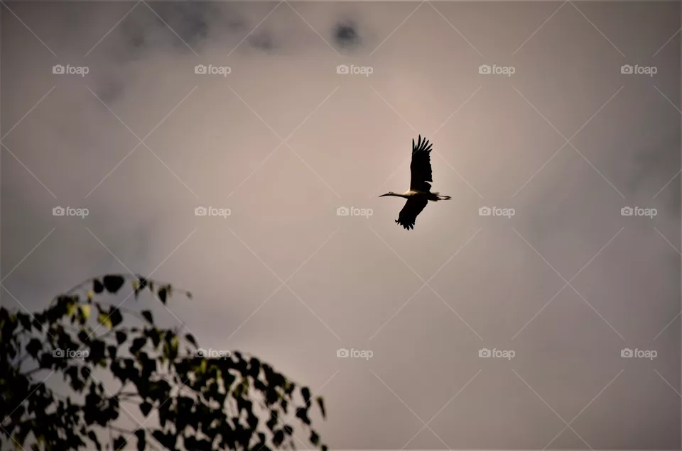 stork