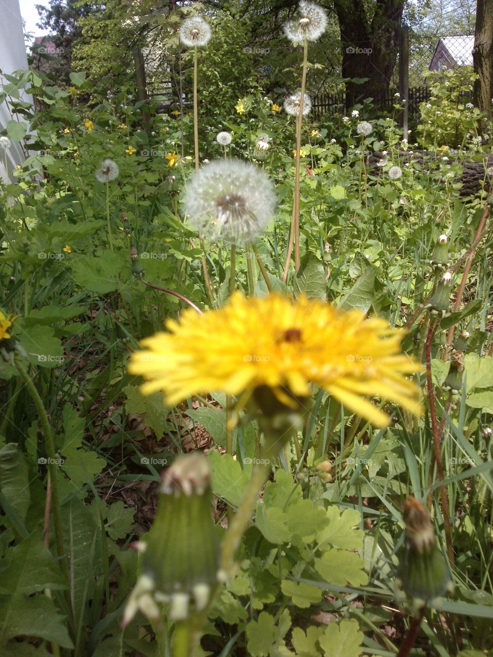 Dandelions. the story of spring