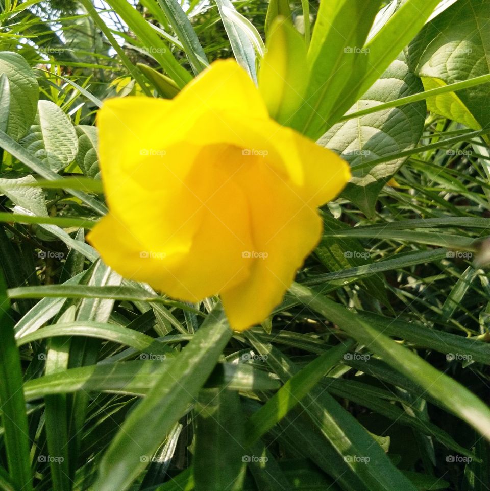 yellow flower in green leaves