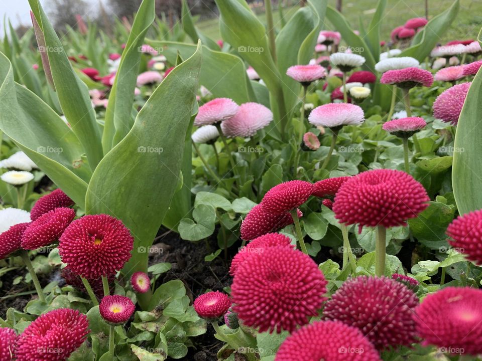 Spring flowers