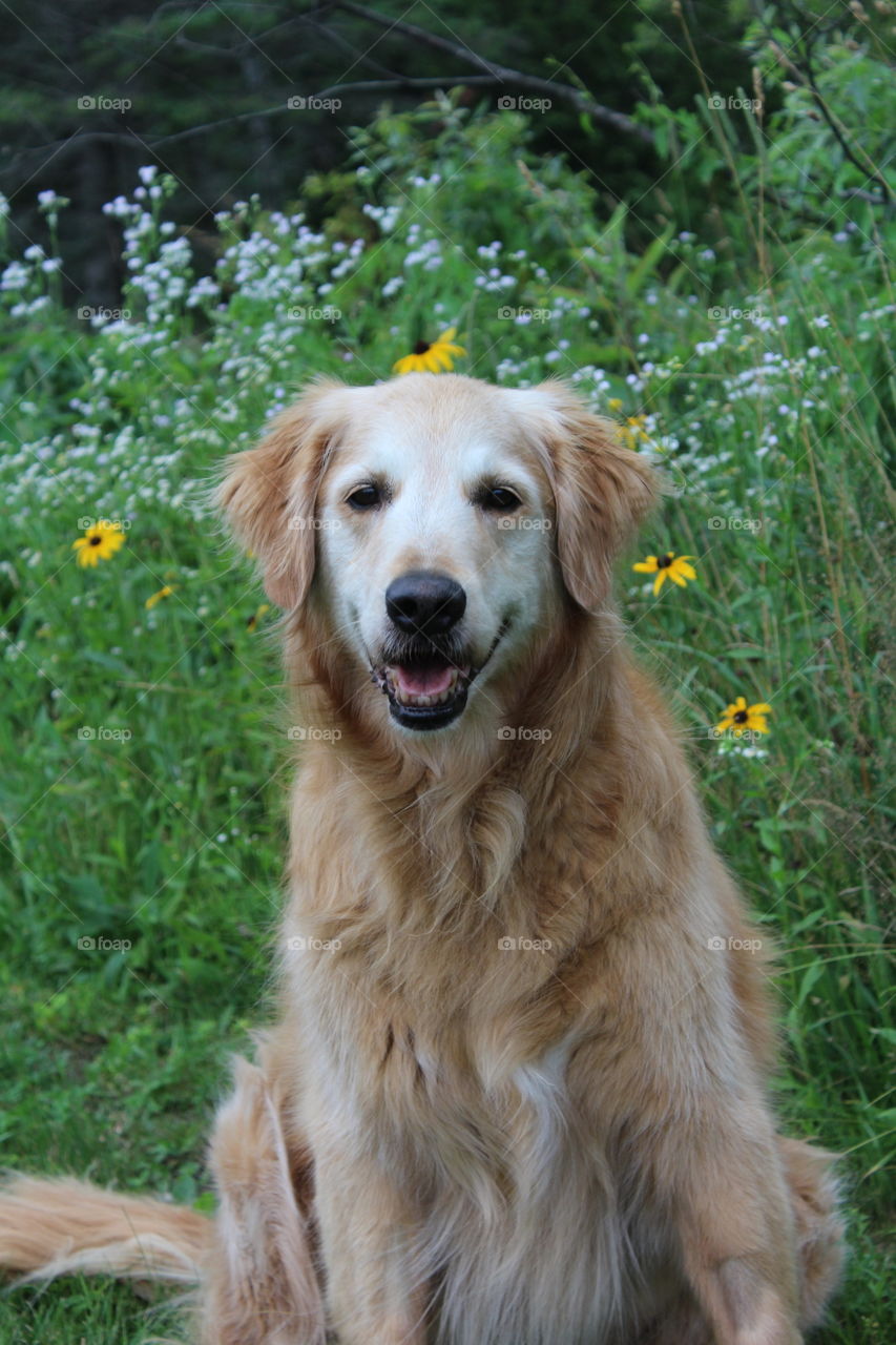 Shylo posing next to the black eyed Susan's 