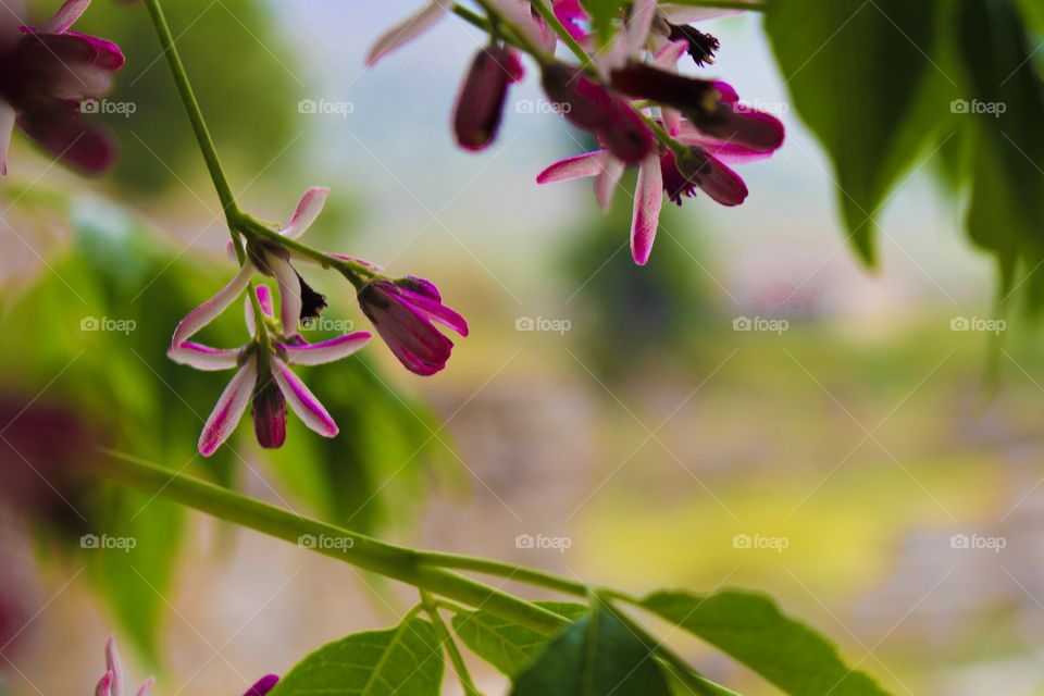 Flowers in Greece