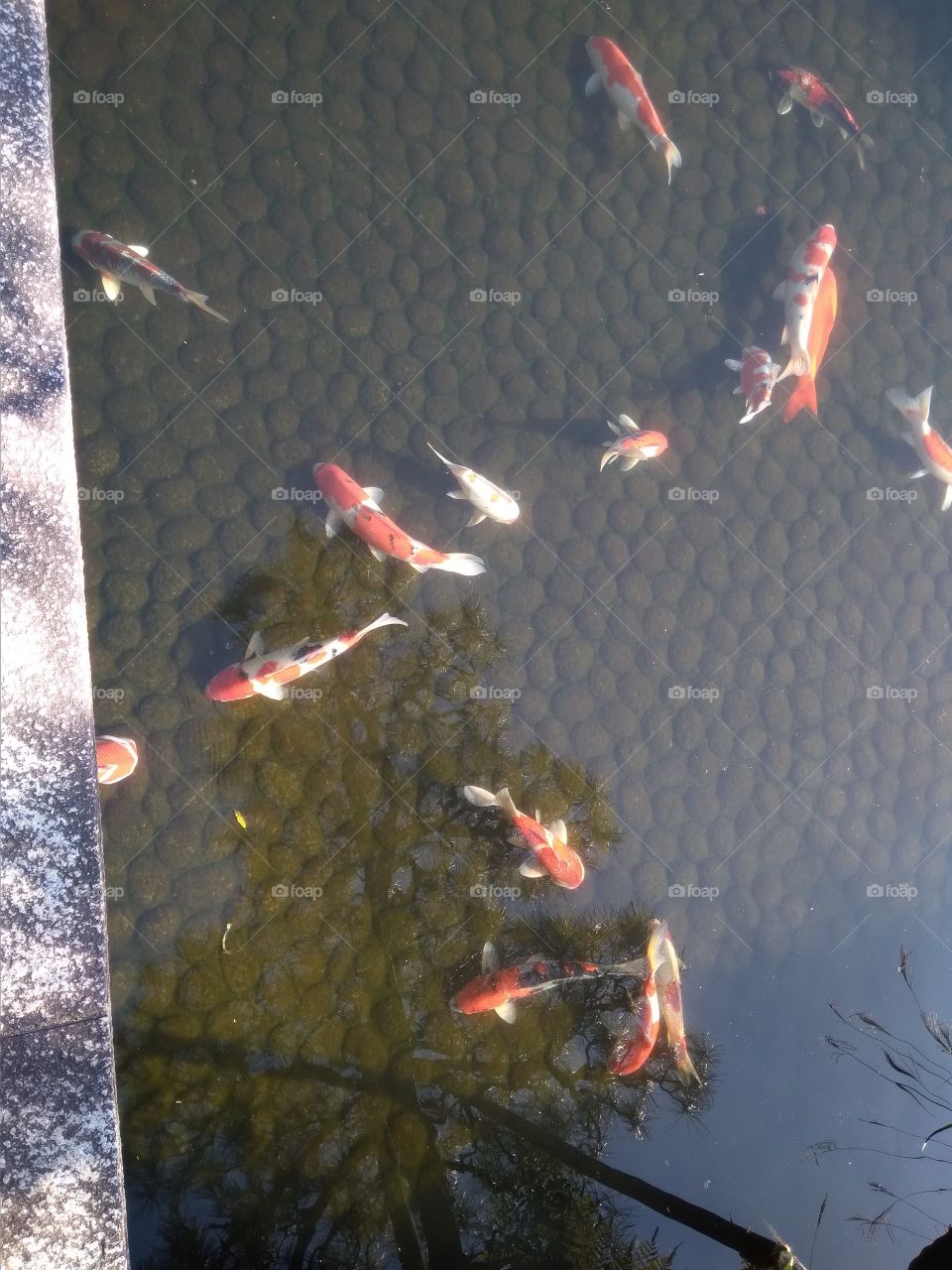Fish Koi in Fukuoka garden
