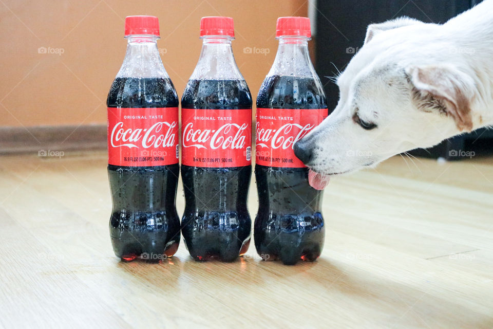 Cold delicious Coca-Cola- my sweet Honey Puppy trying to sneak a taste.