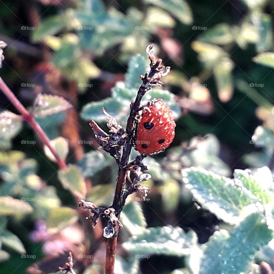 red ladybug covered by dew on a catnip twig at autumn  sunrise