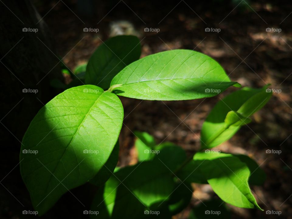 Light and shadow from sunshine of green leaves.
