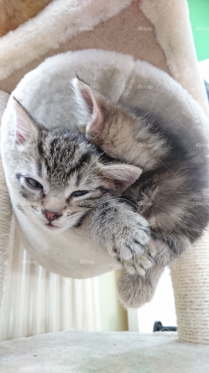 Cute, Cat, Pet, Fur, Animal