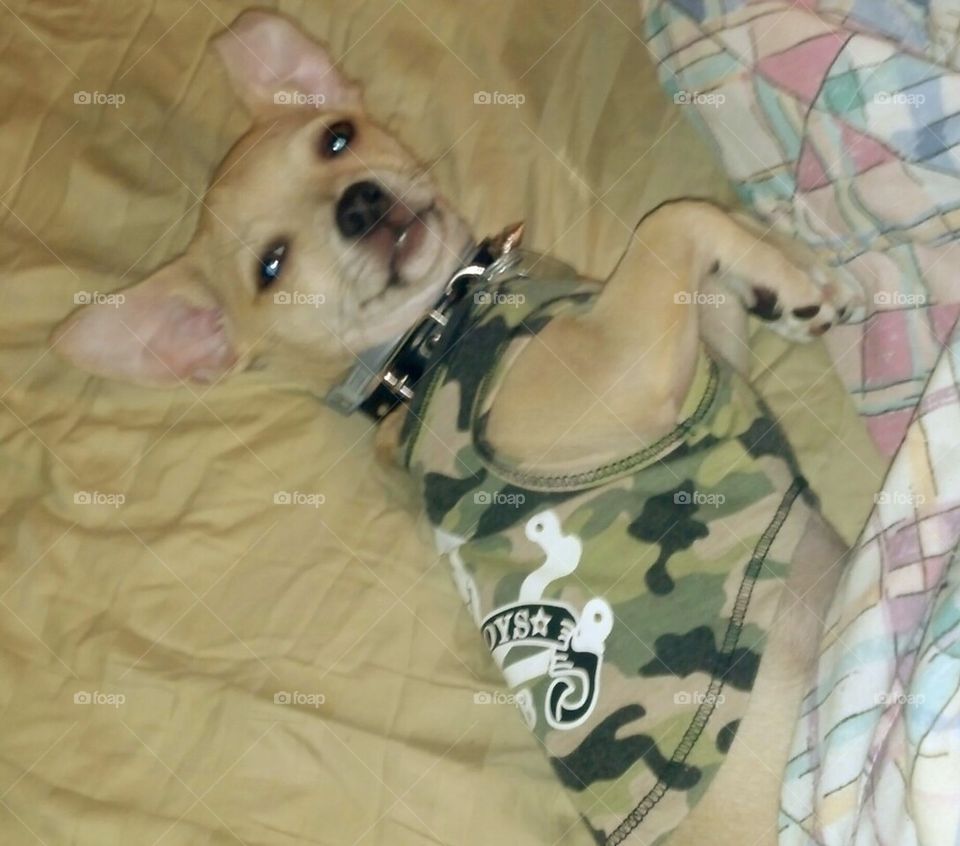Chihuahua baby