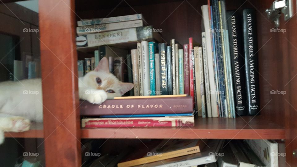 cat in bookcase