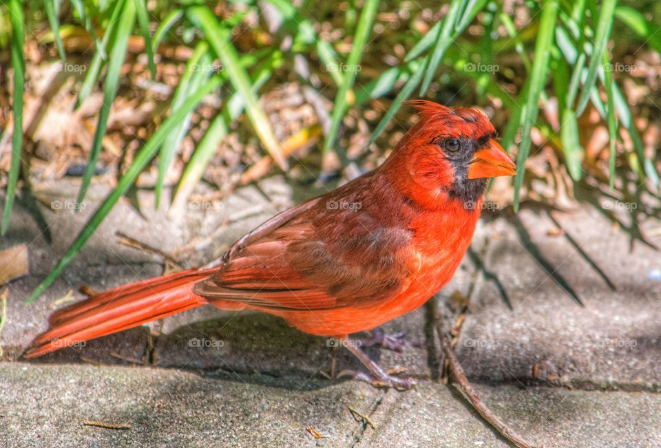 Red cardinal on ground with grassy background. 