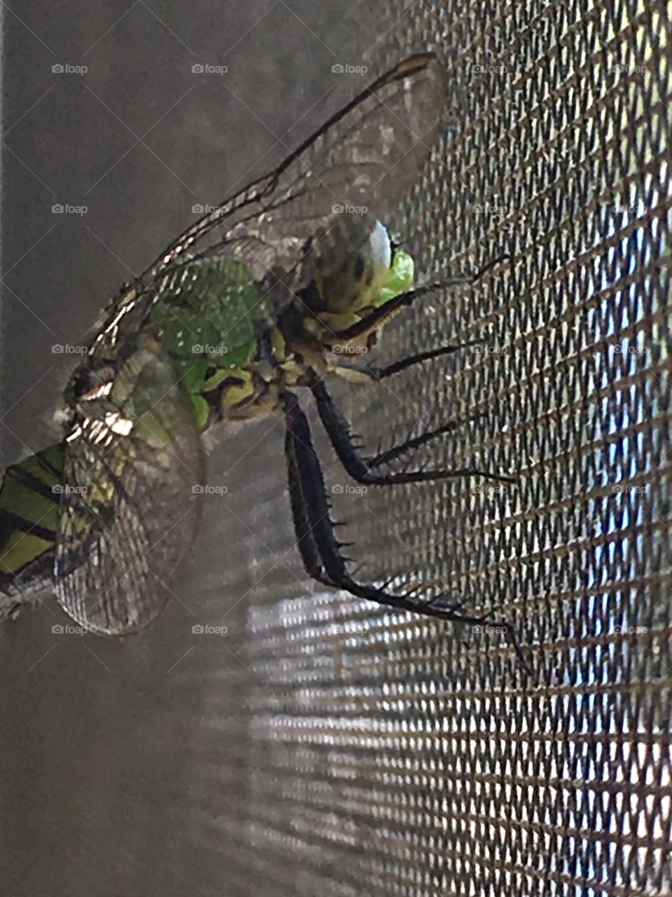 Up close with a dragonfly