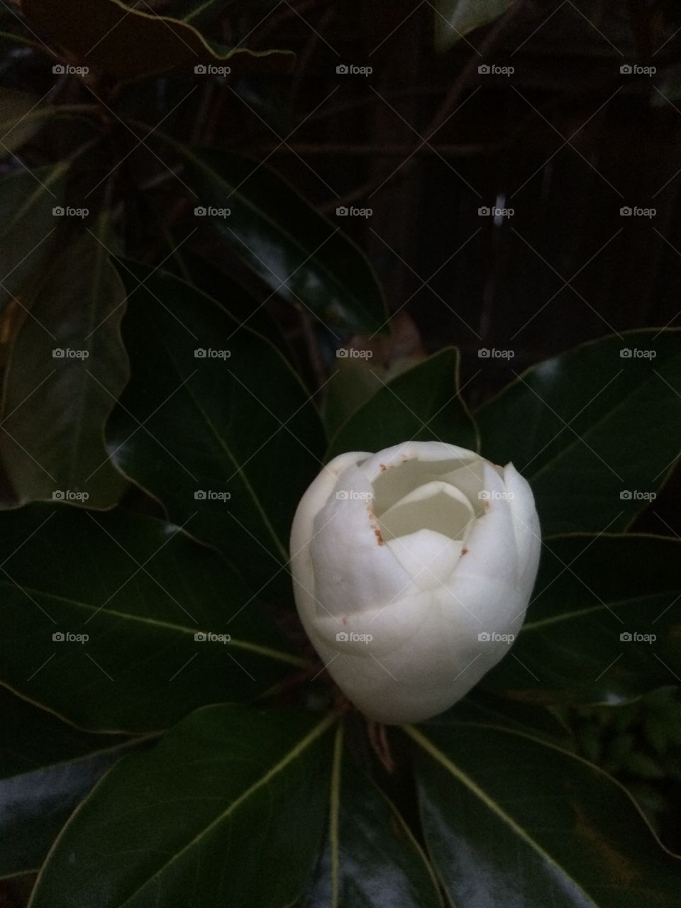 Bloom from Southern Magnolia
