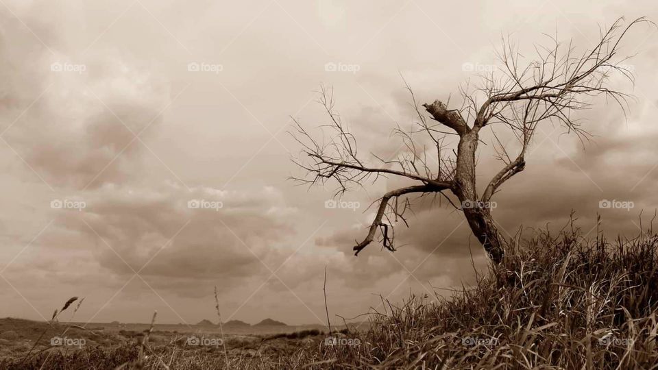 #dry tree #pollution #environment #danger #clouds #dry grass #fire