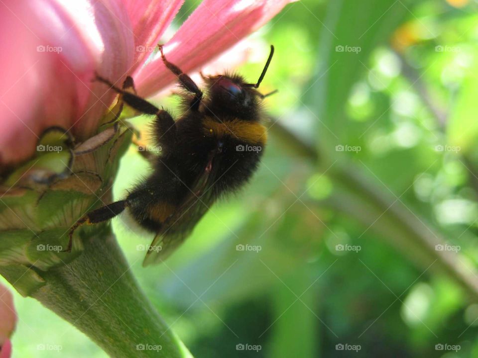 Bee