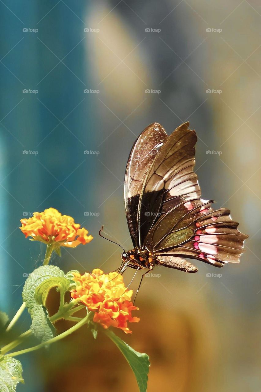 A butterfly sucks the nectar of an orange in a bright spring day. 