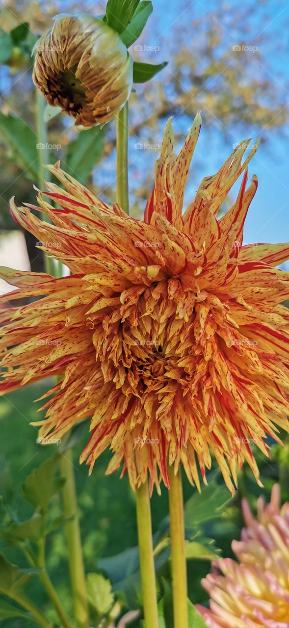 Dalie im Sommer 2020