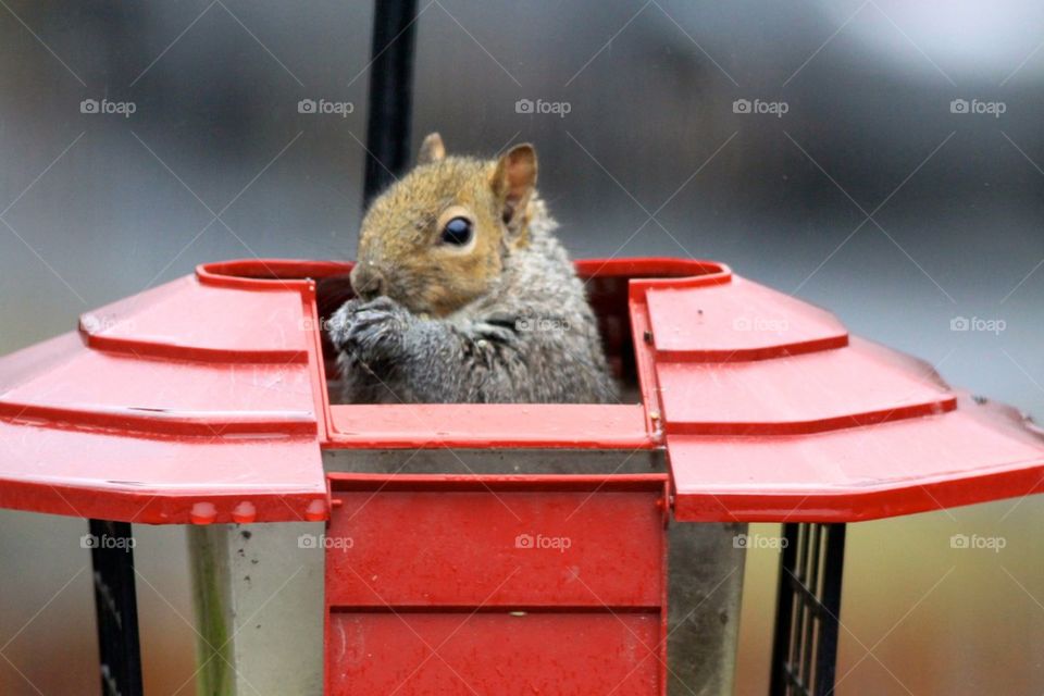 Squirrel