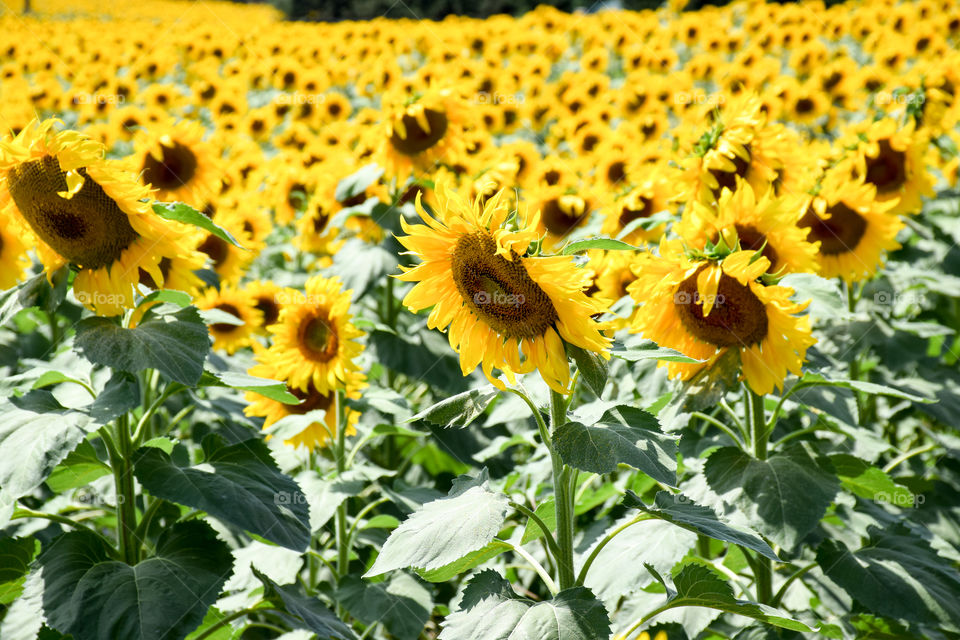 Sunflower, Flora, Nature, Agriculture, Field