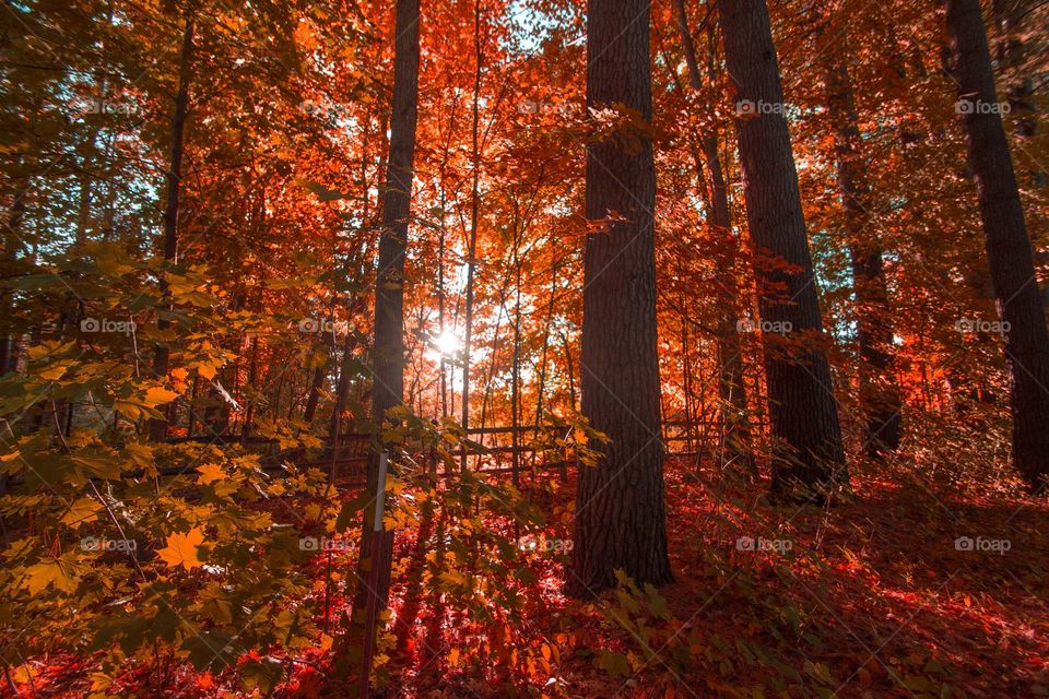 Autumn tree in forest