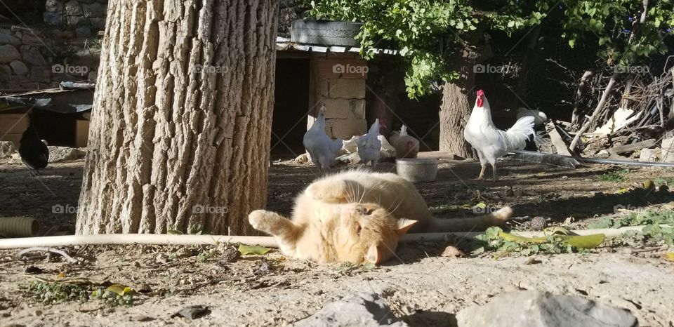 chicken wondering what the lazy cat is doing