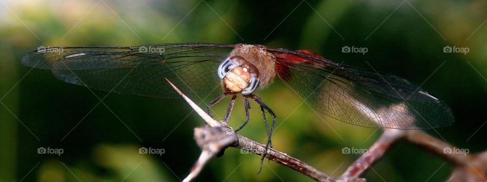 Face to Face with Dragonfly