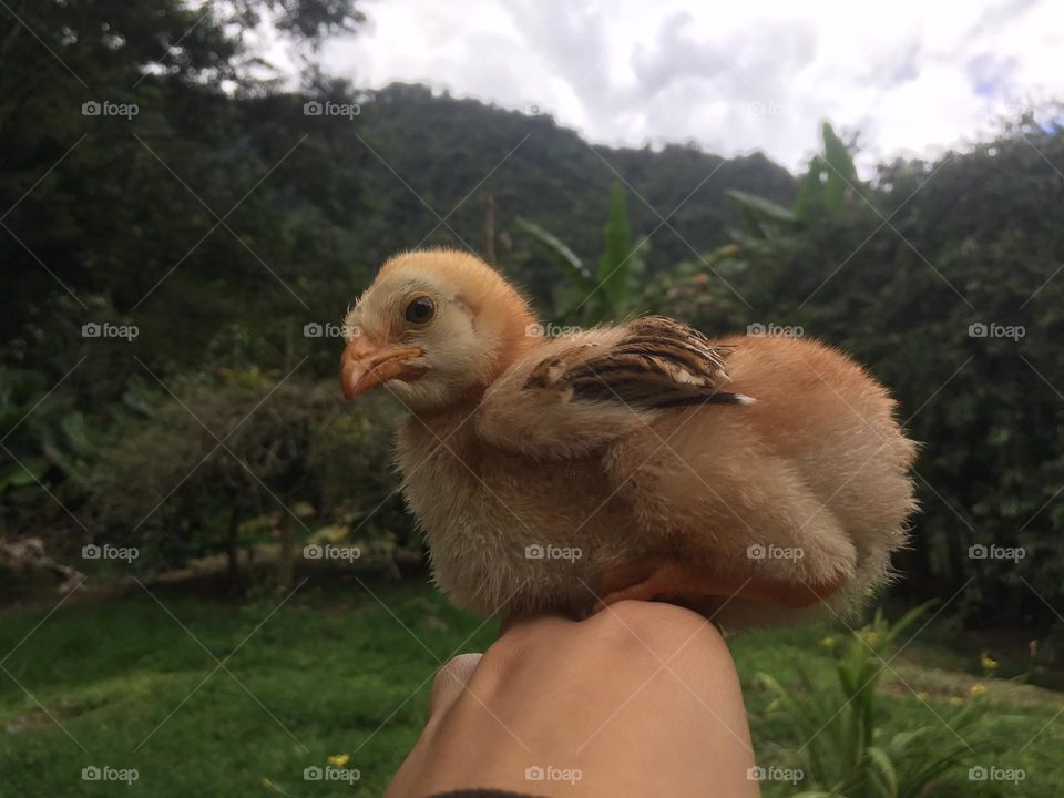 Beautiful baby chicken