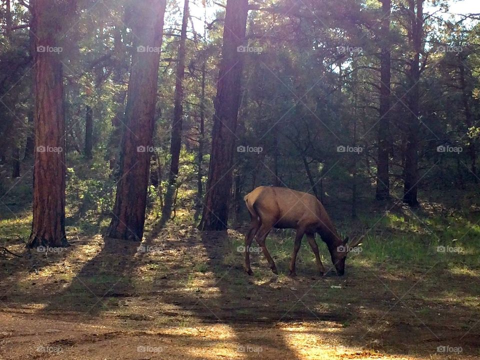 Young bull elk - Grand Canyon National Park