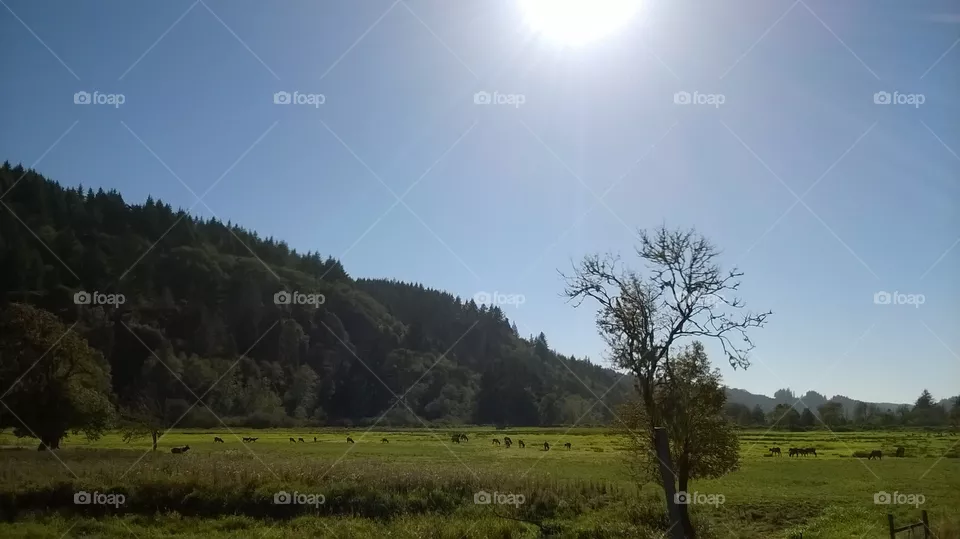 Sunshine 