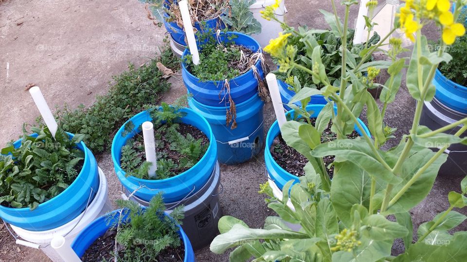 Bucket Garden