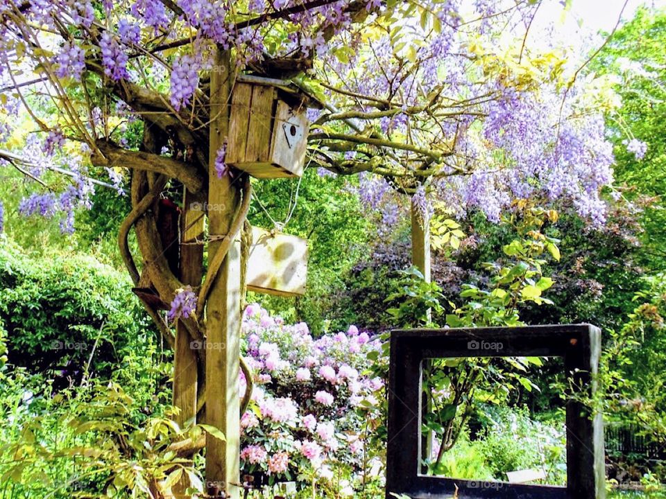 Wisteria in bloom