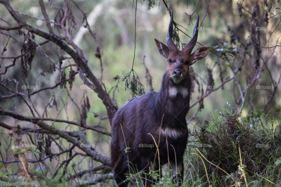 Bush buck 