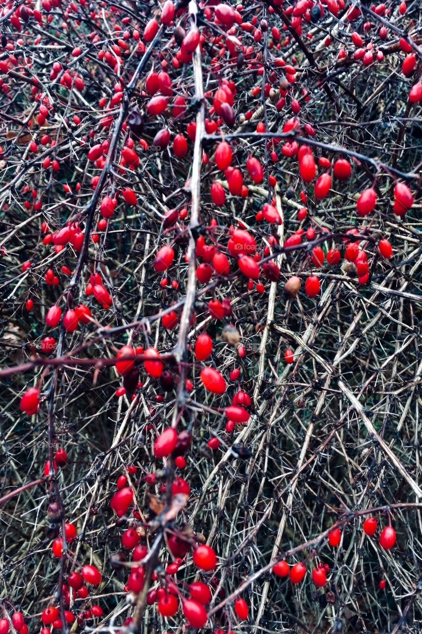 Red Winter berries texture