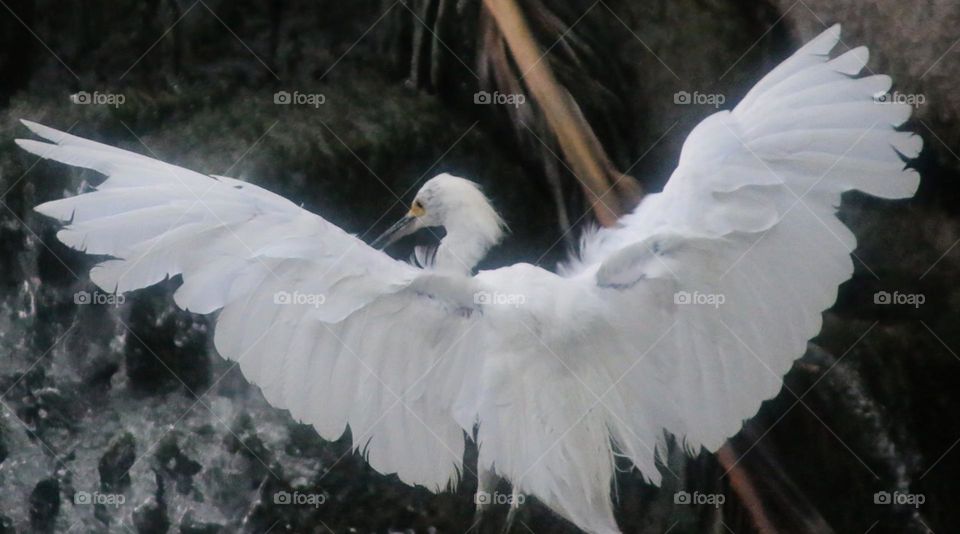 Wingspan of an Egret