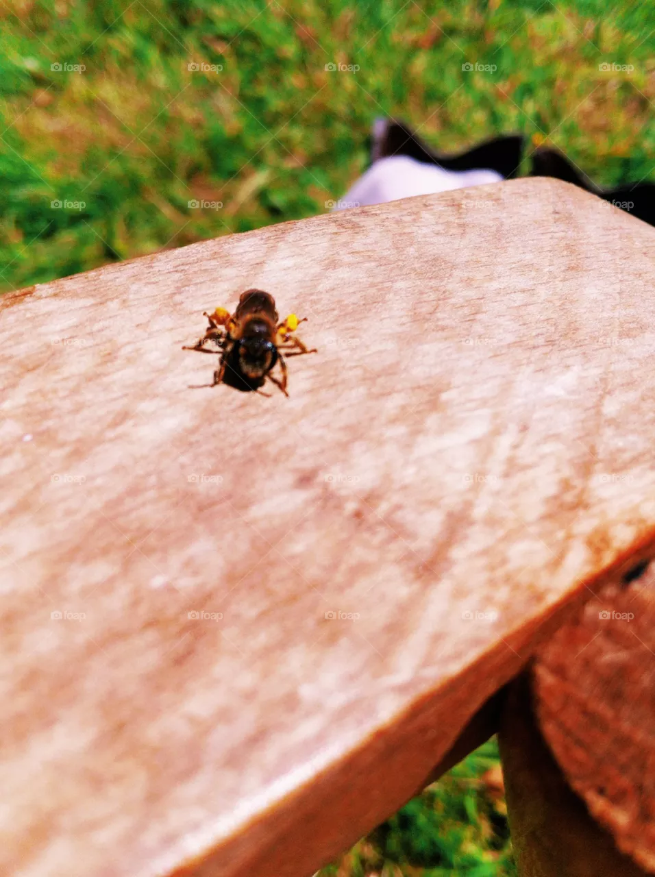 Insect