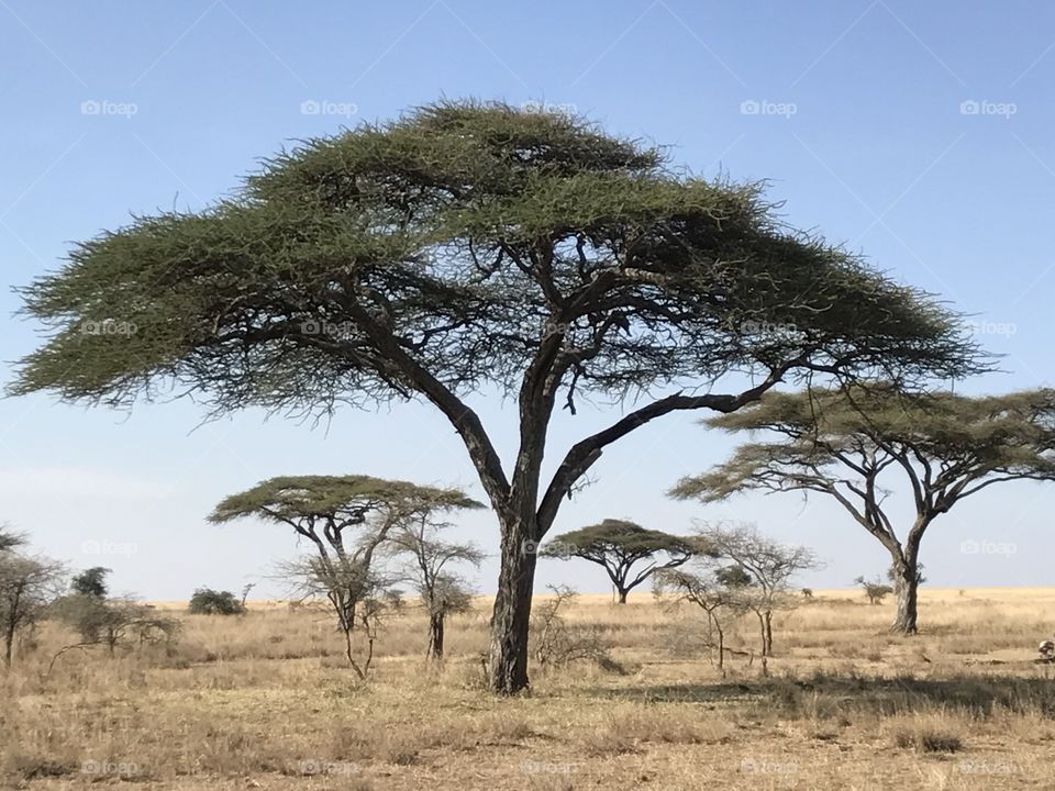 Acacia Trees