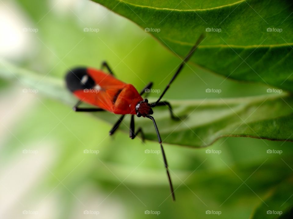RED&BLACK TRUE BUG
